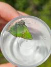 Callophrys rubi