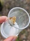 Lycaena phlaeas