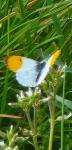 Anthocharis cardamines