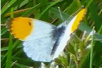 Anthocharis cardamines