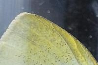 Pieris rapae