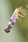 Argyresthia spinosella