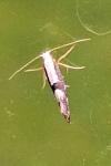 Argyresthia spinosella