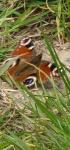 Aglais io