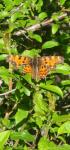 Polygonia c-album