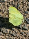 Gonepteryx rhamni