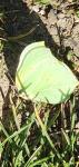 Gonepteryx rhamni