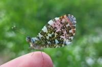 Anthocharis cardamines
