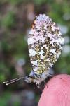 Anthocharis cardamines