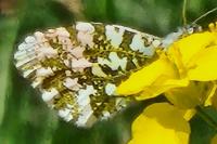 Anthocharis cardamines