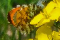 Anthocharis cardamines
