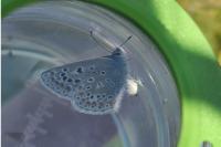 Polyommatus icarus