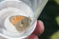 Coenonympha pamphilus