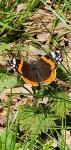Vanessa atalanta
