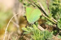 Callophrys rubi