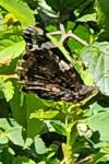 Vanessa atalanta