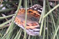Vanessa cardui