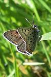 Lycaena tityrus