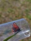 Lycaena phlaeas