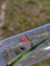 Lycaena phlaeas