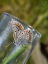 Aricia agestis