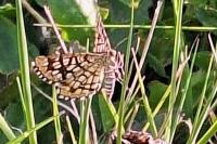 Chiasmia clathrata