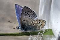 Polyommatus icarus