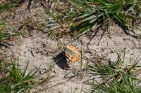 Vanessa cardui