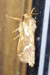 Korscheltellus lupulinus
