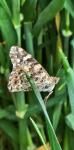 Vanessa cardui