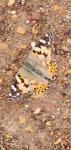 Vanessa cardui