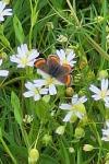 Aricia agestis