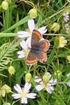 Aricia agestis
