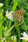 Lycaena tityrus