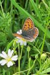 Lycaena tityrus