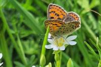 Lycaena tityrus