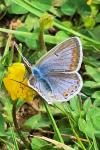 Polyommatus icarus
