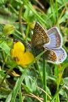 Polyommatus icarus