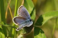 Plebejus argus