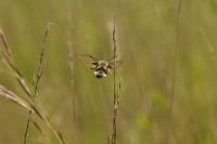 Hemaris tityus