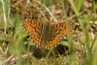Boloria dia
