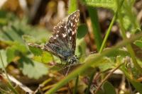 Pyrgus malvae