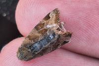 Euclidia glyphica
