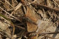 Erynnis tages