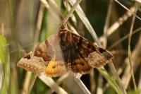 Euclidia glyphica