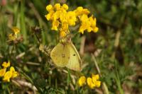 Colias alfacariensis
