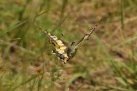 Papilio machaon