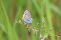Polyommatus icarus