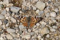 Vanessa cardui