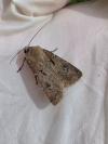 Agrotis exclamationis
